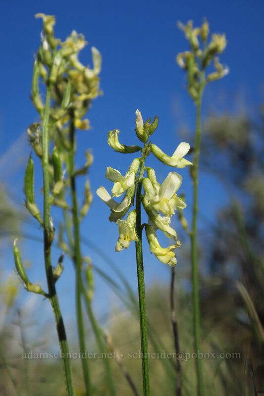 Leiberg's milk-vetch (Astragalus leibergii) [Moses Coulee Preserve, Douglas County, Washington]