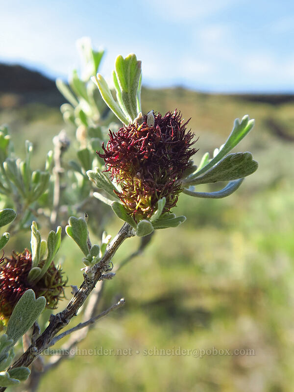 woolly midge gall on sagebrush (Rhopalomyia medusa, Artemisia tridentata) [Moses Coulee Preserve, Douglas County, Washington]