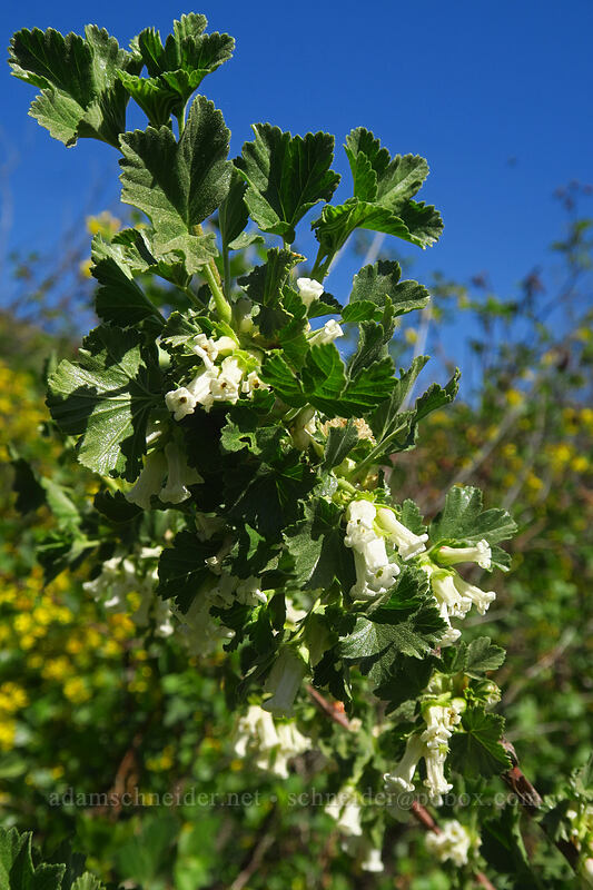 wax currant (Ribes cereum) [Titchenal Canyon Road, Douglas County, Washington]