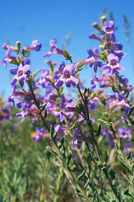 Gairdner's penstemon (Penstemon gairdneri var. gairdneri) [Rock Island Grade Road, Douglas County, Washington]