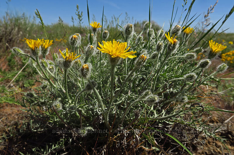 Modoc hawksbeard (Crepis modocensis) [Rock Island Grade Road, Douglas County, Washington]