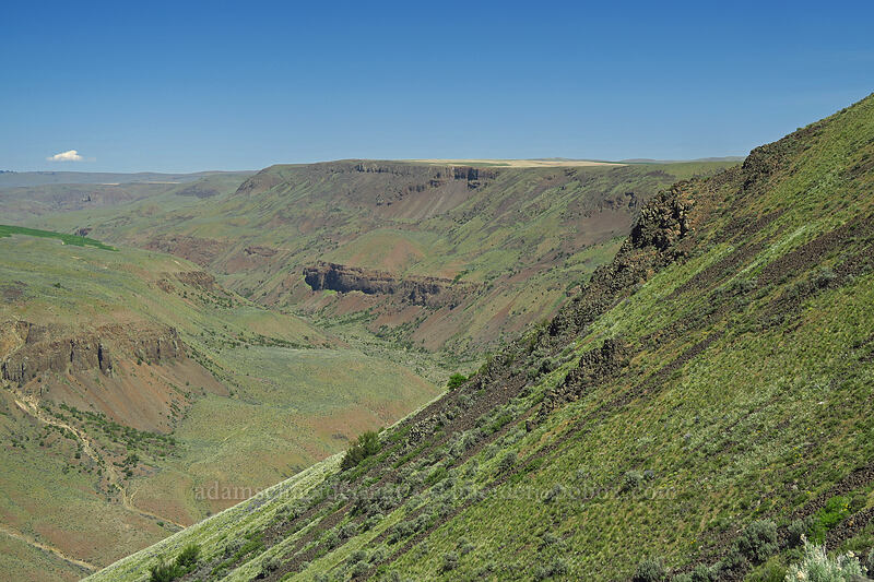 Rock Island Canyon [Rock Island Grade Road, Douglas County, Washington]
