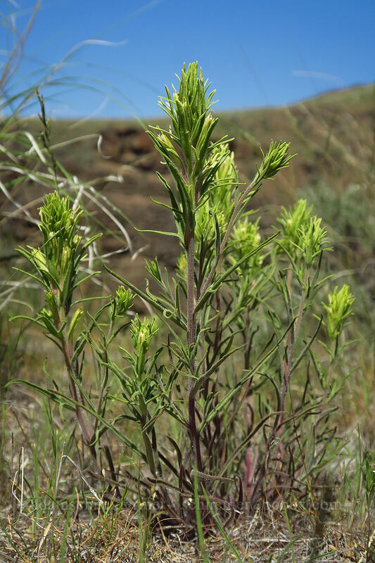 Thompson's paintbrush (Castilleja thompsonii) [Douglas Creek Recreation Site, Douglas County, Washington]