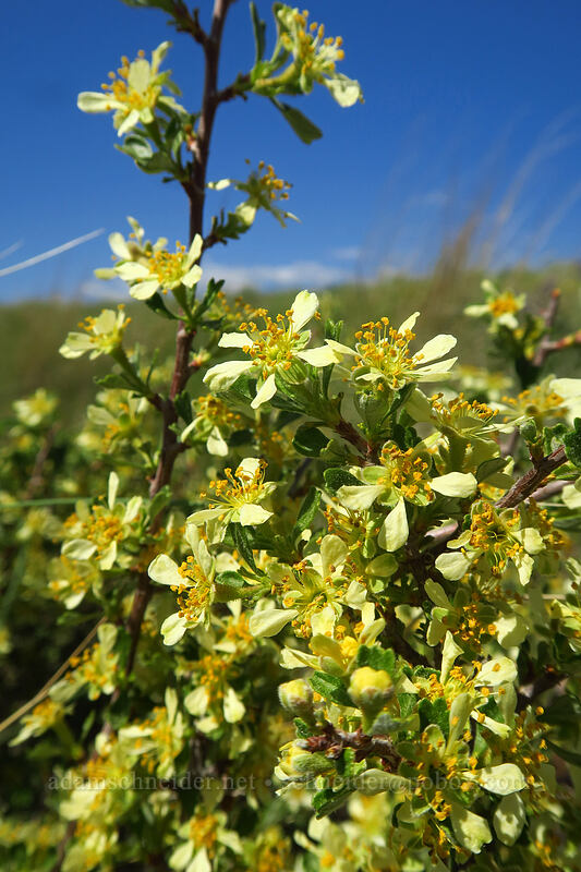 antelope bitterbrush (Purshia tridentata) [Horse Lake Viewpoint, Wenatchee, Chelan County, Washington]