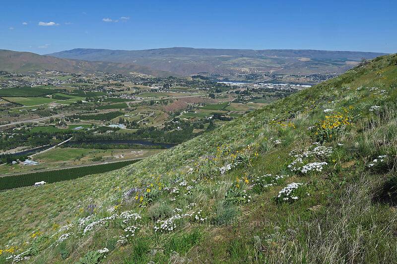 wildflowers and Wenatchee [Horse Lake Viewpoint, Wenatchee, Chelan County, Washington]