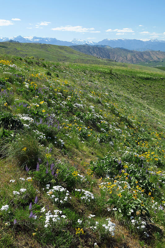 wildflowers & mountains [Horse Lake Viewpoint, Wenatchee, Chelan County, Washington]
