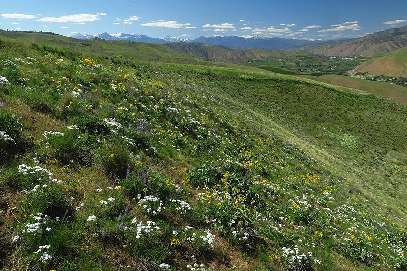 wildflowers & mountains [Horse Lake Viewpoint, Wenatchee, Chelan County, Washington]