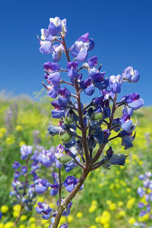 branched lupine flower (Lupinus sp.) [Horse Lake Viewpoint, Wenatchee, Chelan County, Washington]