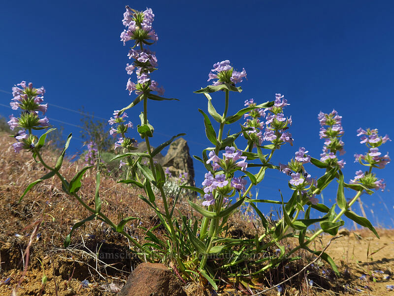 fuzzy-tongue penstemon (Penstemon eriantherus var. whitedii) [Peshastin Pinnacles State Park, Chelan County, Washington]
