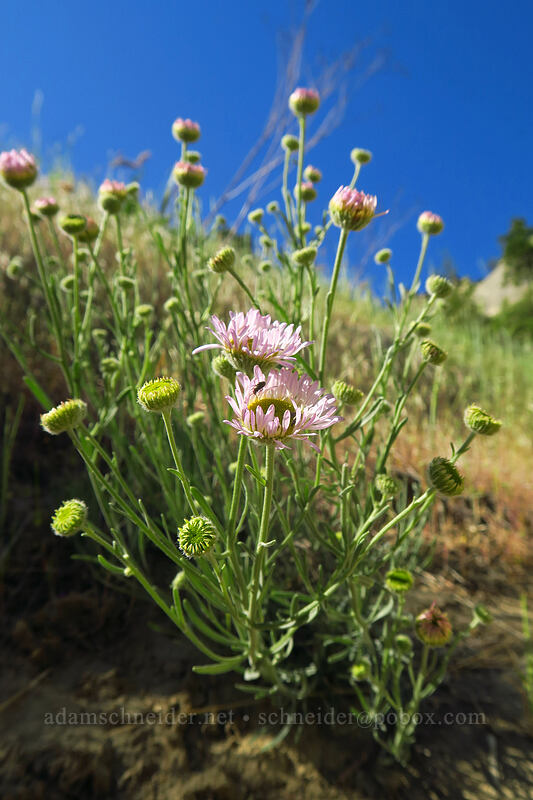 thread-leaf fleabane (Erigeron filifolius) [Peshastin Pinnacles State Park, Chelan County, Washington]