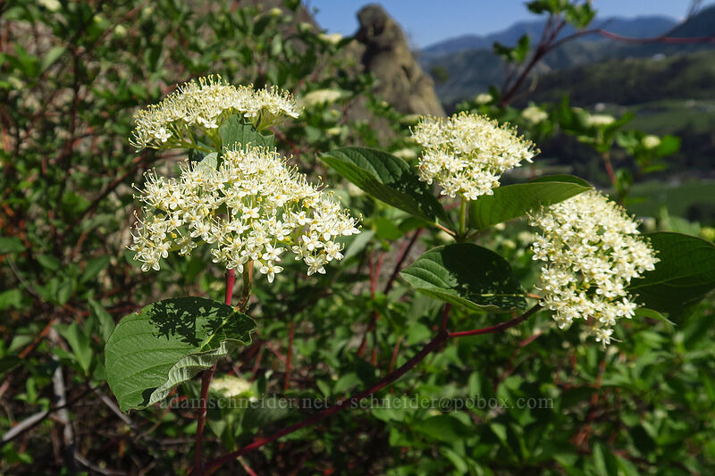 red-osier dogwood (Cornus sericea) [Peshastin Pinnacles State Park, Chelan County, Washington]