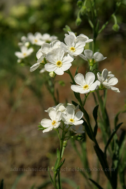 sagebrush stickseed (Hackelia diffusa var. arida) [Peshastin Pinnacles State Park, Chelan County, Washington]