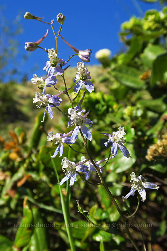 thin-petal larkspur (Delphinium lineapetalum) [Peshastin Pinnacles State Park, Chelan County, Washington]