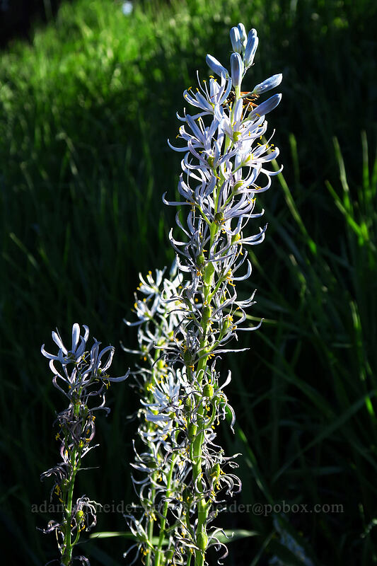 camas (Camassia quamash) [Leavenworth Ski Hill, Okanogan-Wenatchee National Forest, Chelan County, Washington]