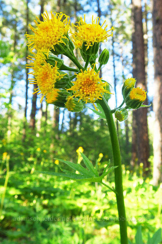 silver-crown luina (Cacaliopsis nardosmia (Cacalia nardosmia)) [Leavenworth Ski Hill, Okanogan-Wenatchee National Forest, Chelan County, Washington]