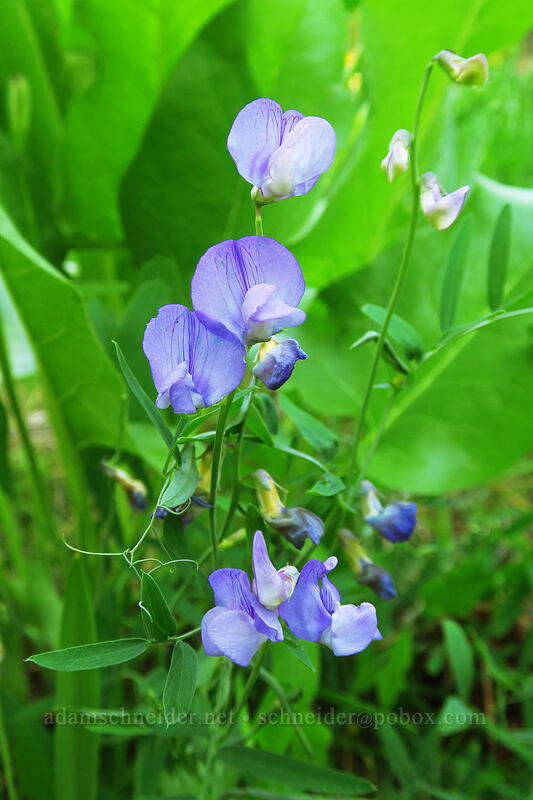 few-flowered pea-vine (Lathyrus pauciflorus) [Leavenworth Ski Hill, Okanogan-Wenatchee National Forest, Chelan County, Washington]
