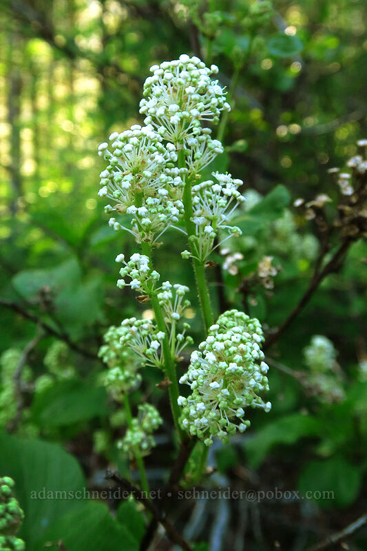 buckbrush (Ceanothus sanguineus) [Leavenworth Ski Hill, Okanogan-Wenatchee National Forest, Chelan County, Washington]
