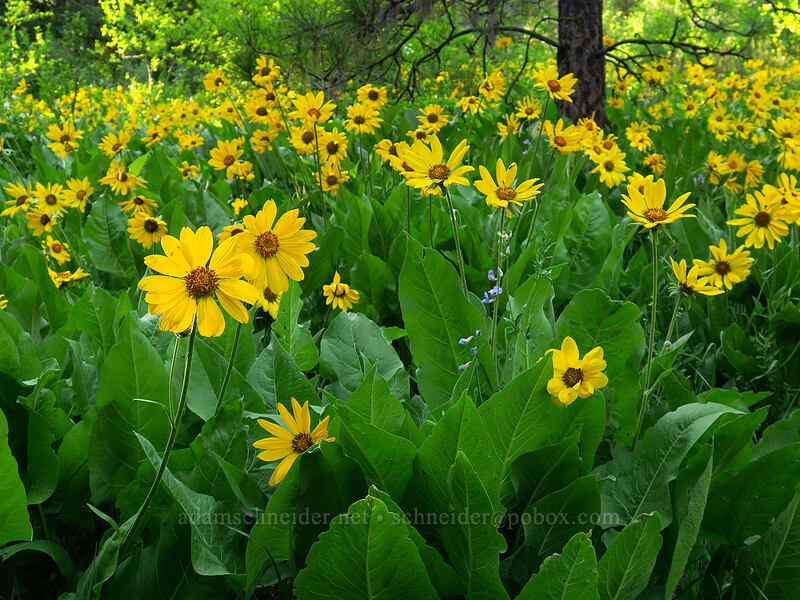 balsamroot (Balsamorhiza sp.) [Leavenworth Ski Hill, Okanogan-Wenatchee National Forest, Chelan County, Washington]