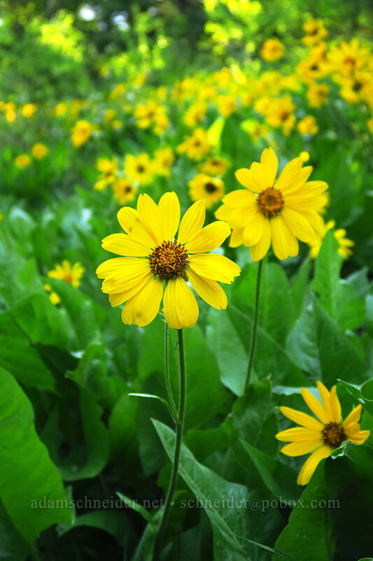 balsamroot (Balsamorhiza sp.) [Leavenworth Ski Hill, Okanogan-Wenatchee National Forest, Chelan County, Washington]