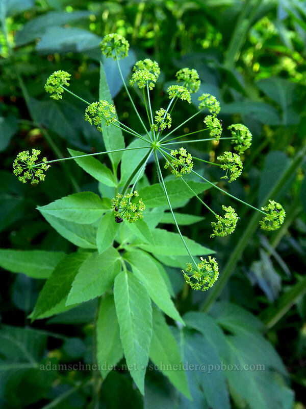 western sweet-cicely (Osmorhiza occidentalis) [Leavenworth Ski Hill, Okanogan-Wenatchee National Forest, Chelan County, Washington]