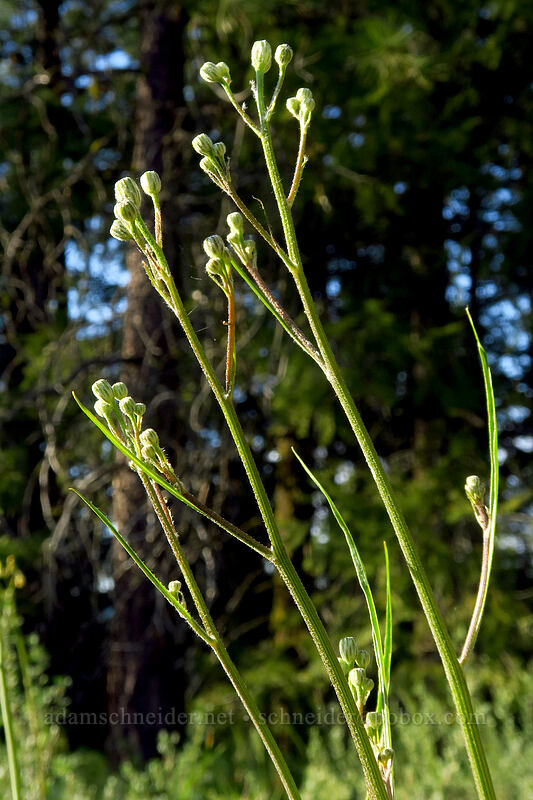 slender hawksbeard, budding (Crepis atribarba) [Leavenworth Ski Hill, Okanogan-Wenatchee National Forest, Chelan County, Washington]