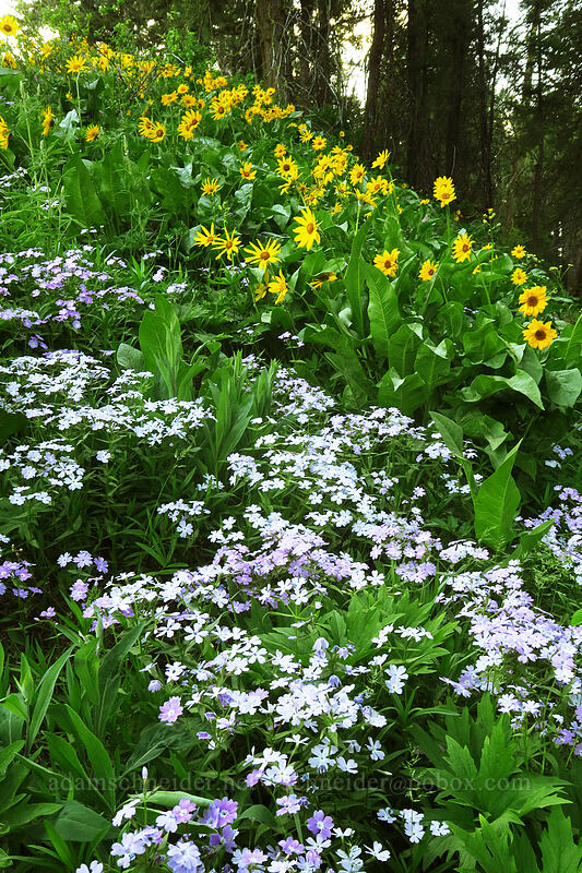 showy phlox & balsamroot (Phlox speciosa, Balsamorhiza sp.) [Leavenworth Ski Hill, Okanogan-Wenatchee National Forest, Chelan County, Washington]