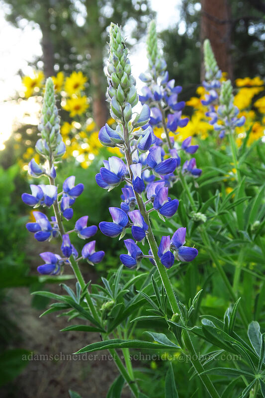 lupines (Lupinus sp.) [Leavenworth Ski Hill, Okanogan-Wenatchee National Forest, Chelan County, Washington]