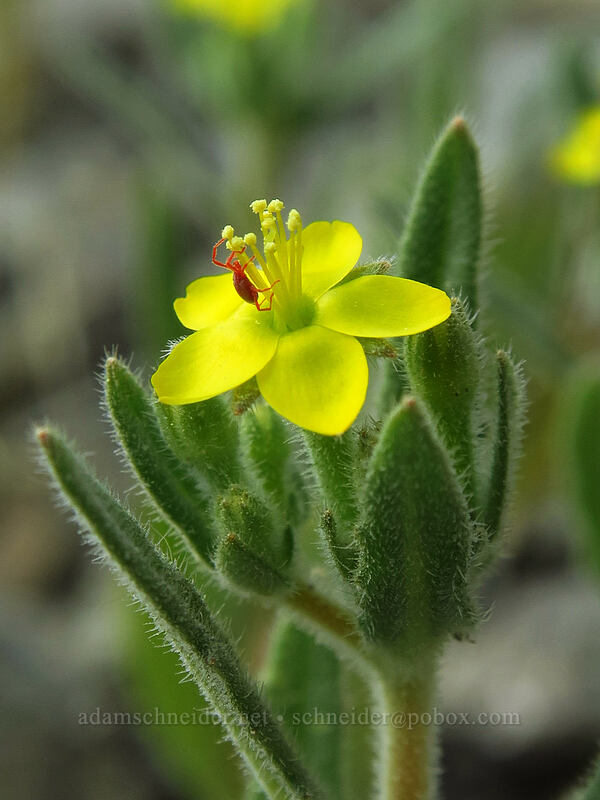 small-flowered blazing-star (and a velvet mite) (Mentzelia dispersa) [Leavenworth Ski Hill, Okanogan-Wenatchee National Forest, Chelan County, Washington]
