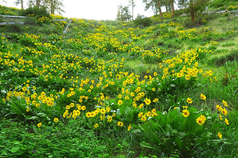 balsamroot (Balsamorhiza sp.) [Leavenworth Ski Hill, Okanogan-Wenatchee National Forest, Chelan County, Washington]