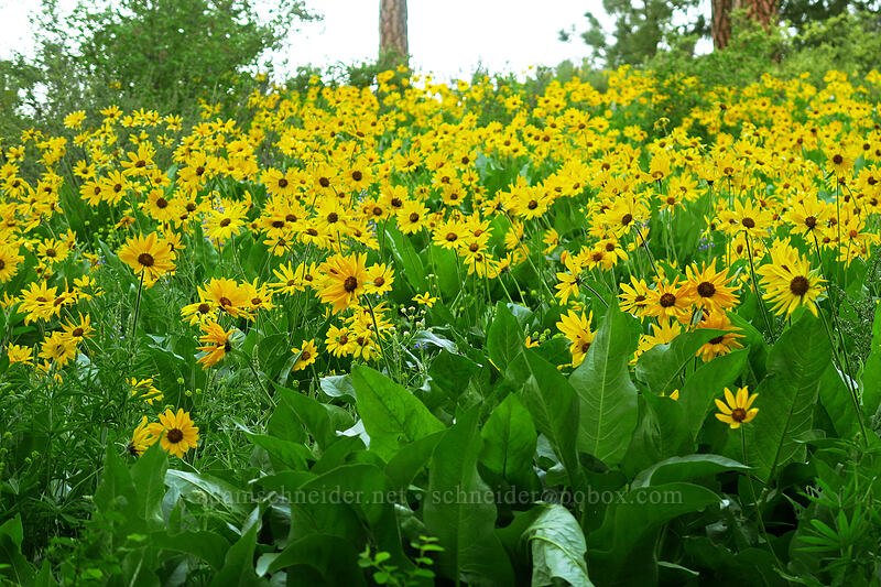 balsamroot (Balsamorhiza sp.) [Leavenworth Ski Hill, Okanogan-Wenatchee National Forest, Chelan County, Washington]