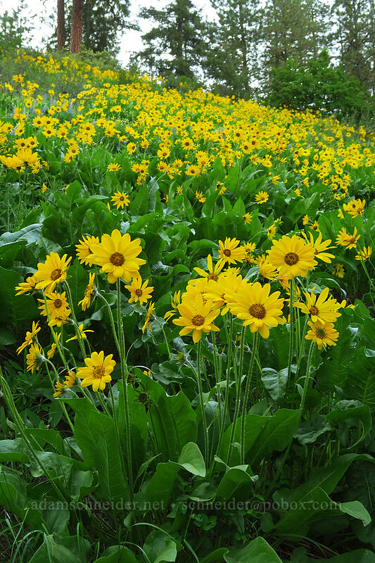 balsamroot (Balsamorhiza sp.) [Leavenworth Ski Hill, Okanogan-Wenatchee National Forest, Chelan County, Washington]