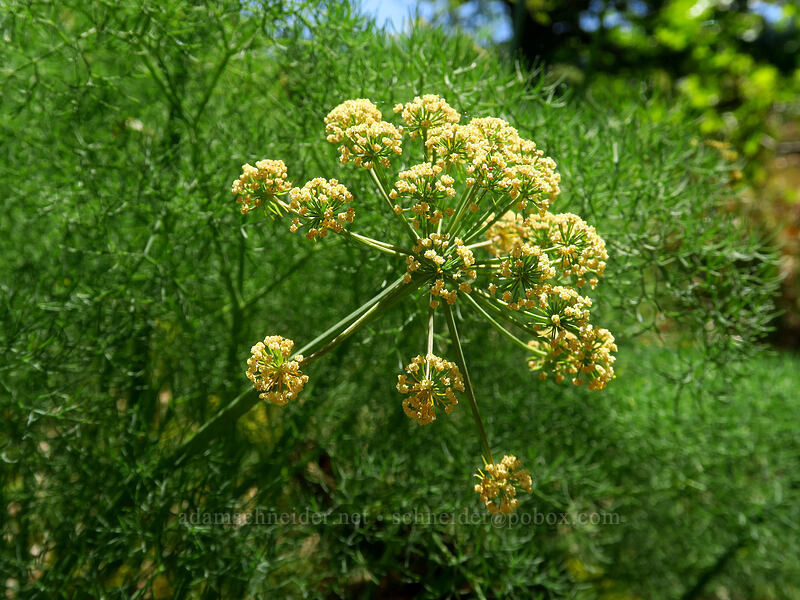 Klickitat desert parsley (Lomatium klickitatense (Lomatium grayi)) [Leidl Ridge, Klickitat Wildlife Area, Klickitat County, Washington]