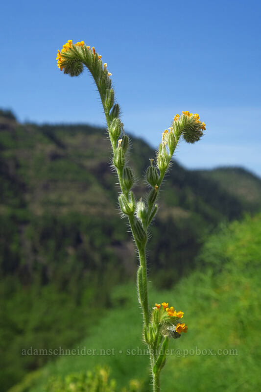 fiddleneck (Amsinckia sp.) [Leidl Ridge, Klickitat Wildlife Area, Klickitat County, Washington]