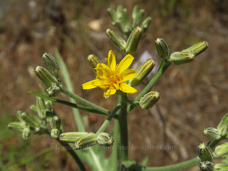 gray hawksbeard (Crepis intermedia) [Leidl Ridge, Klickitat Wildlife Area, Klickitat County, Washington]