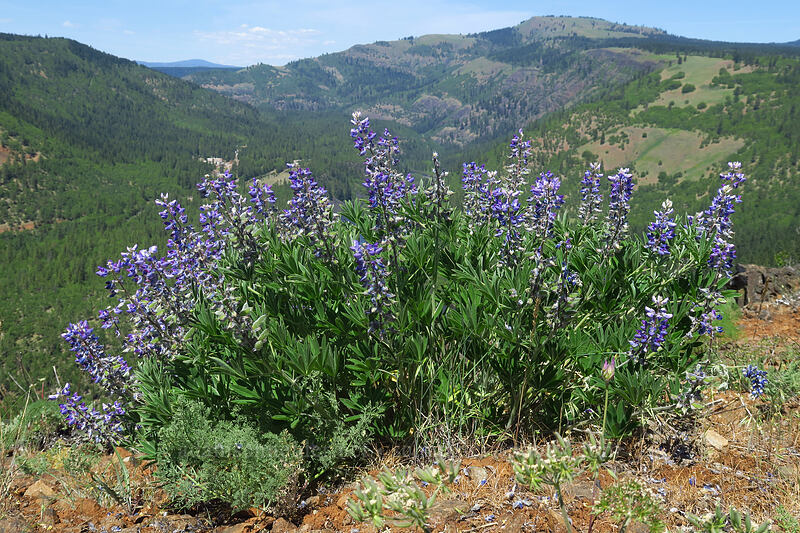 lupines (Lupinus sp.) [Leidl Ridge, Klickitat Wildlife Area, Klickitat County, Washington]