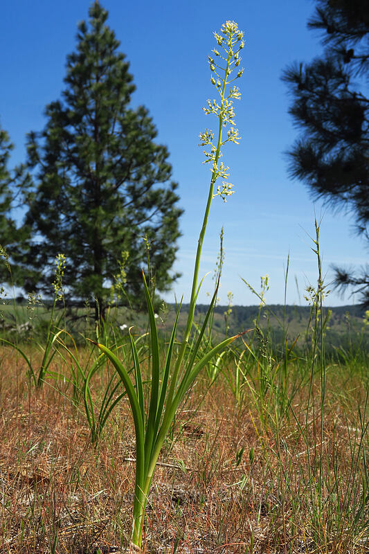 death-camas (Toxicoscordion paniculatum (Zigadenus paniculatus)) [Leidl Ridge, Klickitat Wildlife Area, Klickitat County, Washington]
