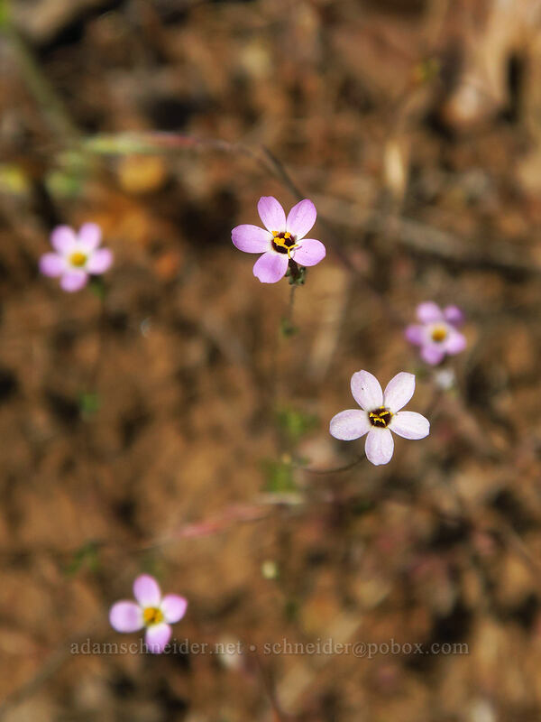 Bolander's linanthus (Leptosiphon bolanderi (Linanthus bakeri)) [Leidl Ridge, Klickitat Wildlife Area, Klickitat County, Washington]