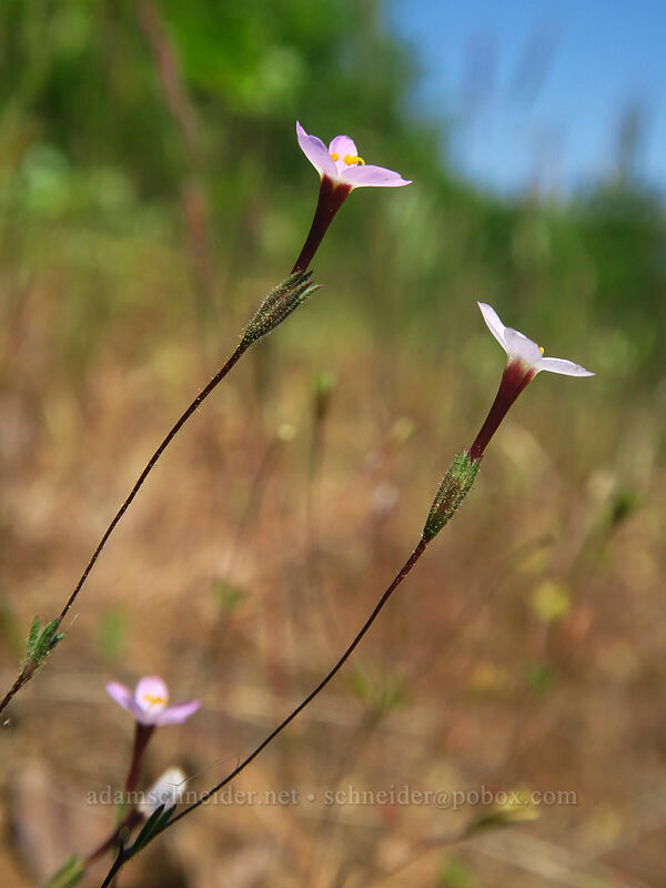 Bolander's linanthus (Leptosiphon bolanderi (Linanthus bakeri)) [Leidl Ridge, Klickitat Wildlife Area, Klickitat County, Washington]
