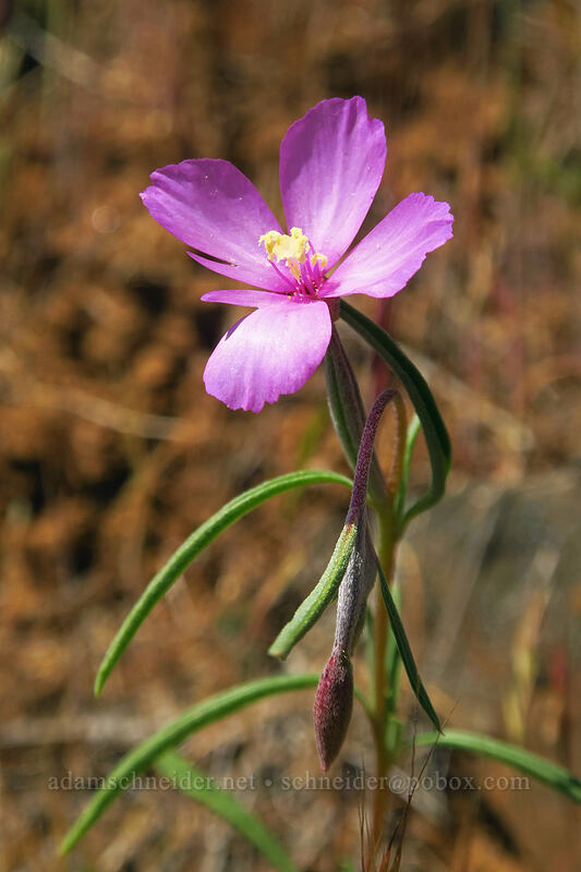 slender clarkia (Clarkia gracilis) [Leidl Ridge, Klickitat Wildlife Area, Klickitat County, Washington]