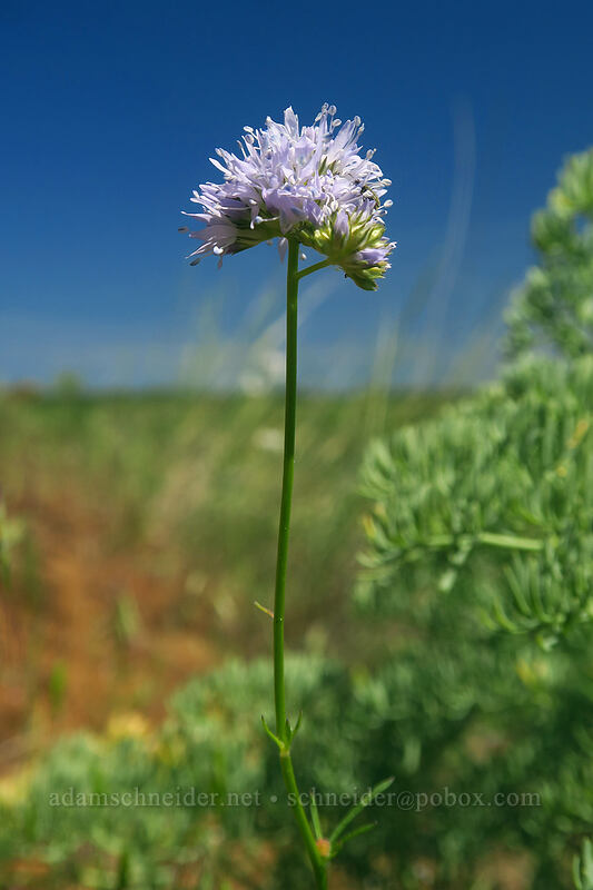 ball-head gilia (Gilia capitata) [Leidl Ridge, Klickitat Wildlife Area, Klickitat County, Washington]