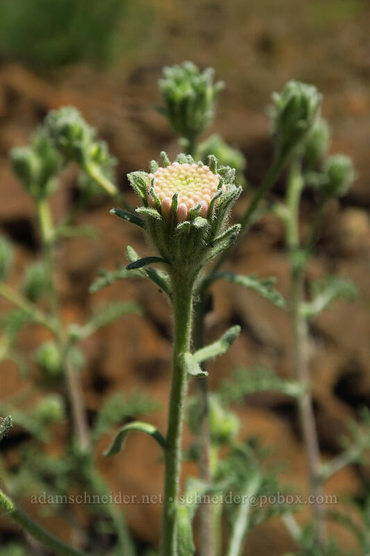 Douglas' pincushion (hoary false yarrow) (Chaenactis douglasii) [Leidl Ridge, Klickitat Wildlife Area, Klickitat County, Washington]
