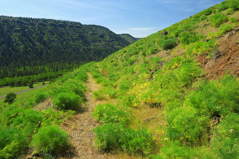 Klickitat desert parsley (Lomatium klickitatense (Lomatium grayi)) [Leidl Ridge, Klickitat Wildlife Area, Klickitat County, Washington]