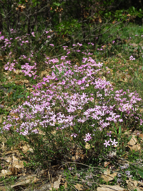 showy phlox (Phlox speciosa) [Glenwood Highway, Klickitat County, Washington]