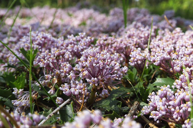 mahala mat (Ceanothus prostratus) [Glenwood Highway, Klickitat County, Washington]