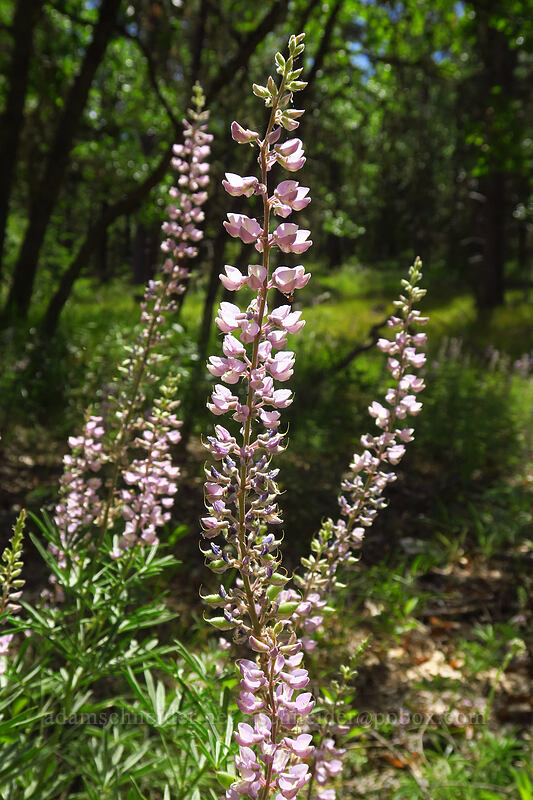 spurred lupine (Lupinus arbustus) [Brooks Memorial State Park, Klickitat County, Washington]