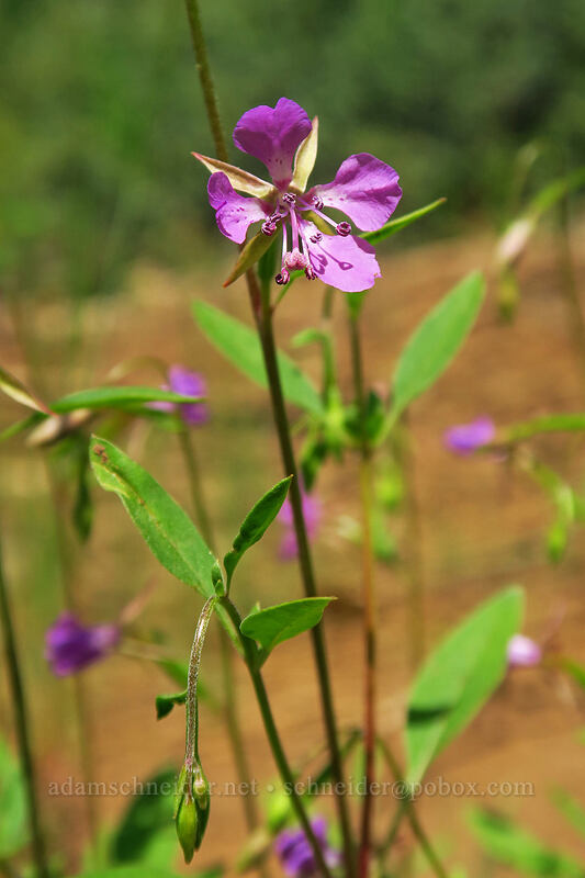 diamond clarkia (Clarkia rhomboidea) [Brooks Memorial State Park, Klickitat County, Washington]