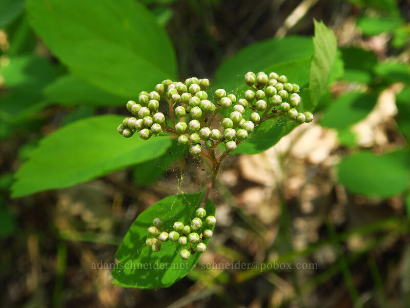 white spirea, budding (Spiraea lucida (Spiraea betulifolia var. lucida)) [Brooks Memorial State Park, Klickitat County, Washington]