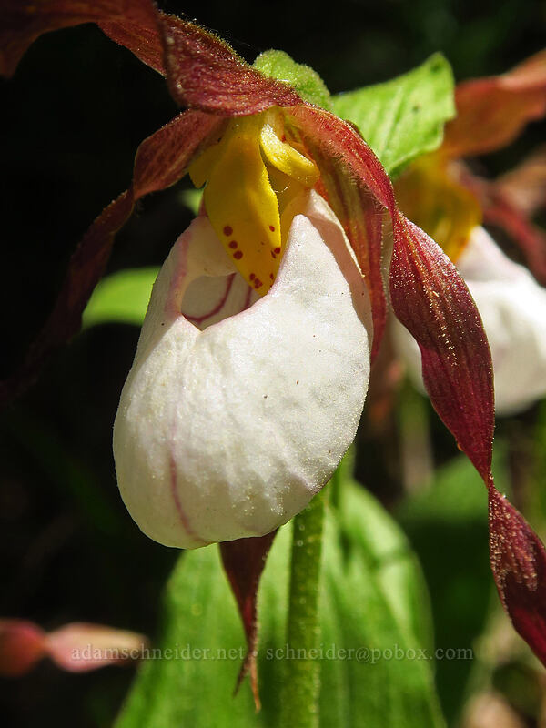 mountain lady's slipper orchid (Cypripedium montanum) [Brooks Memorial State Park, Klickitat County, Washington]