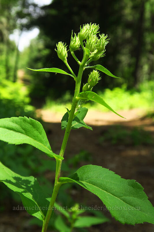showy aster, budding (Eurybia conspicua (Aster conspicuus)) [Brooks Memorial State Park, Klickitat County, Washington]