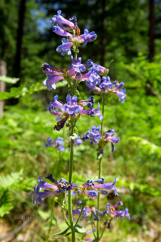 taper-leaved penstemon (Penstemon attenuatus) [Brooks Memorial State Park, Klickitat County, Washington]